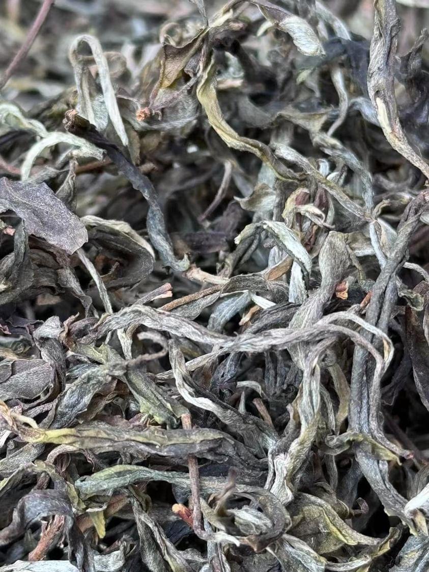 Yibang Mountain Ancient Tree Mansong Sheng Pu'erh Spring 2024 -25g