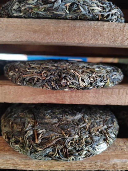 Yibang Mountain Ancient Tree Mansong Sheng Pu'erh Spring 2024 Picking