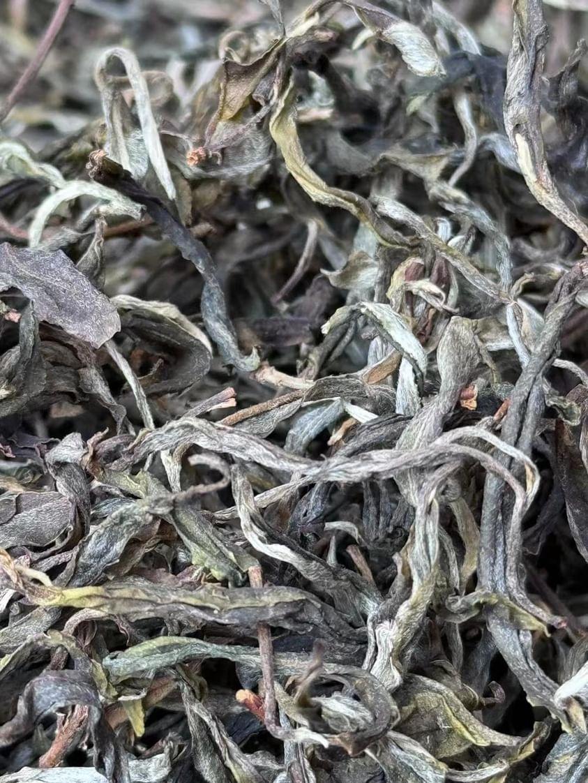 Yibang Mountain Ancient Tree Mansong Sheng Pu'erh Spring 2024 Picking