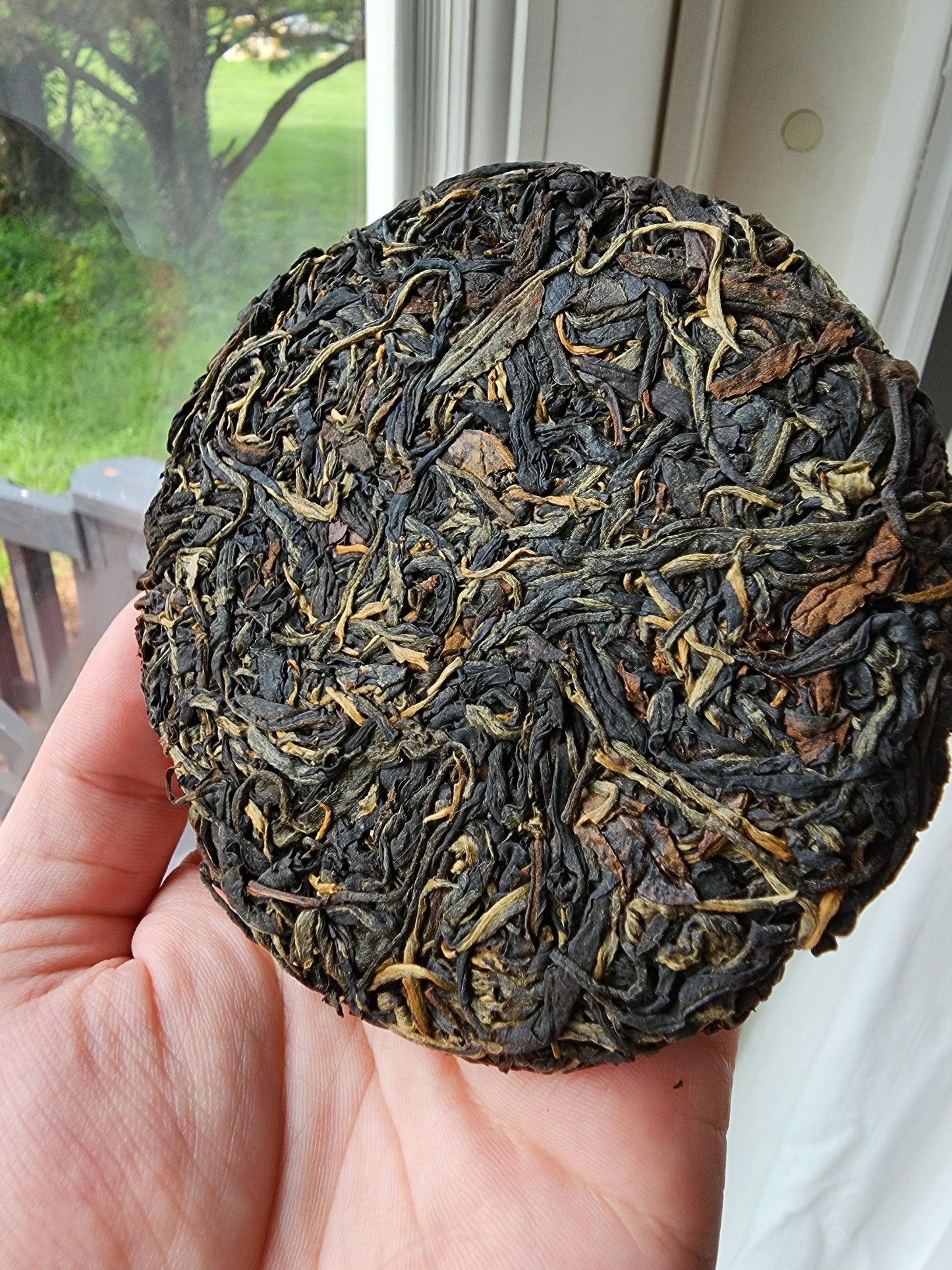 2024 Yiwu Gushu black tea 100g cake